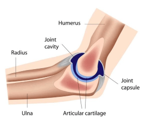 elbow joint