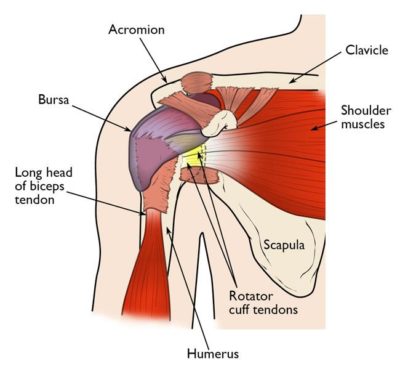 shoulder anatomy