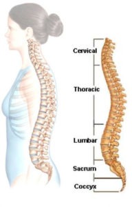 back pain - spinal anatomy