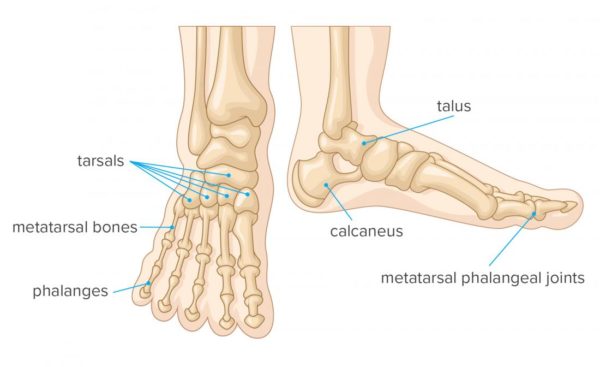 foot anatomy