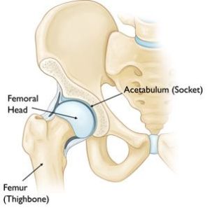 hip joint