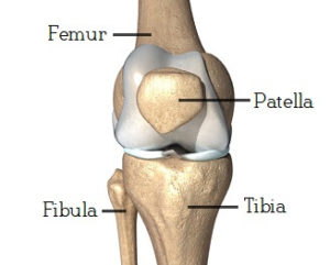 knee joint