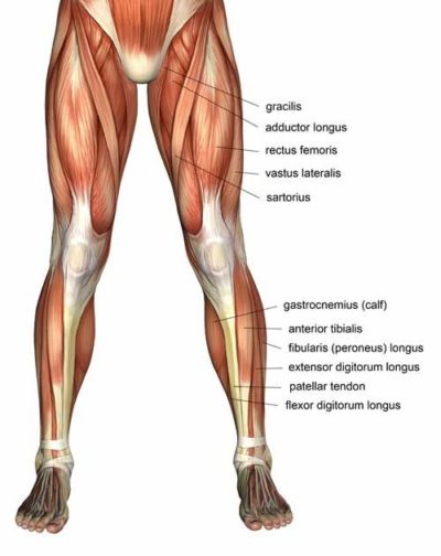 thigh anatomy