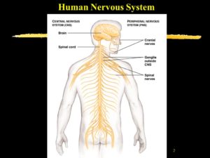 spinal-cord