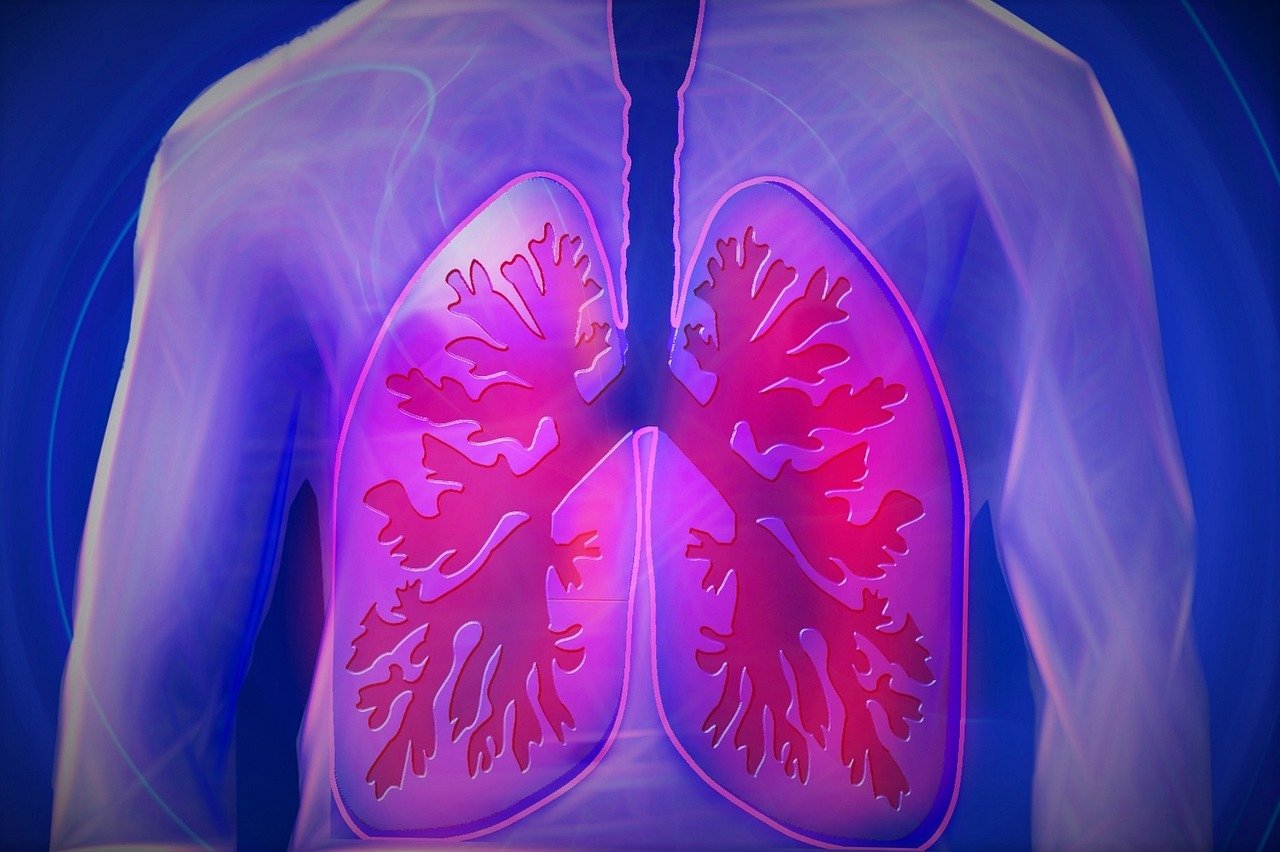 lungs used