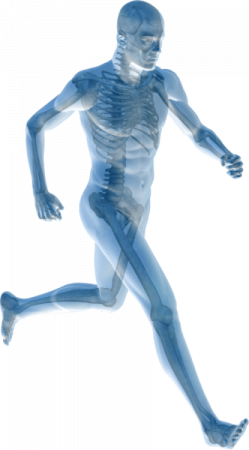 body map - Home Physio Group